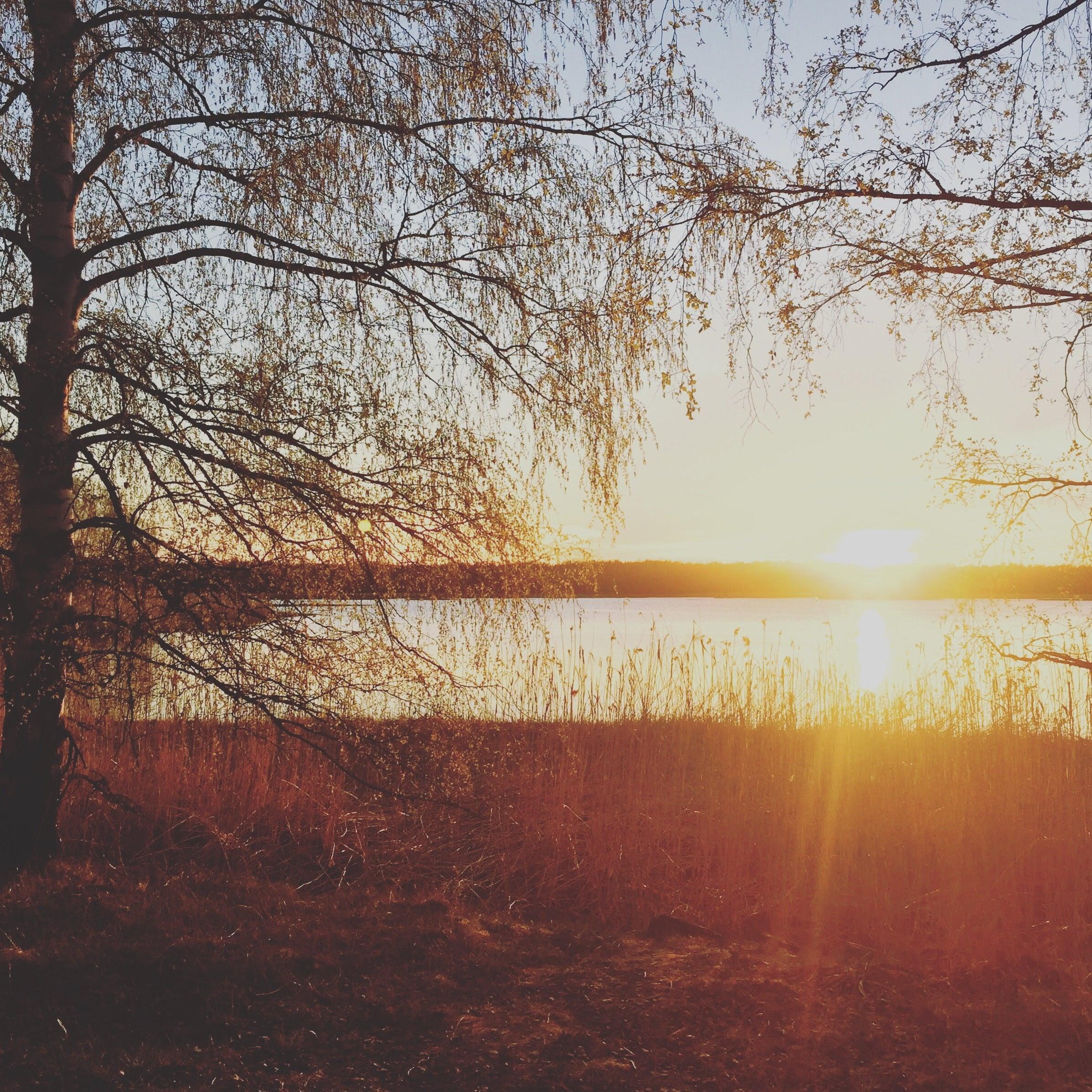 Golden sunset over a Finnish lake through birch tree branches