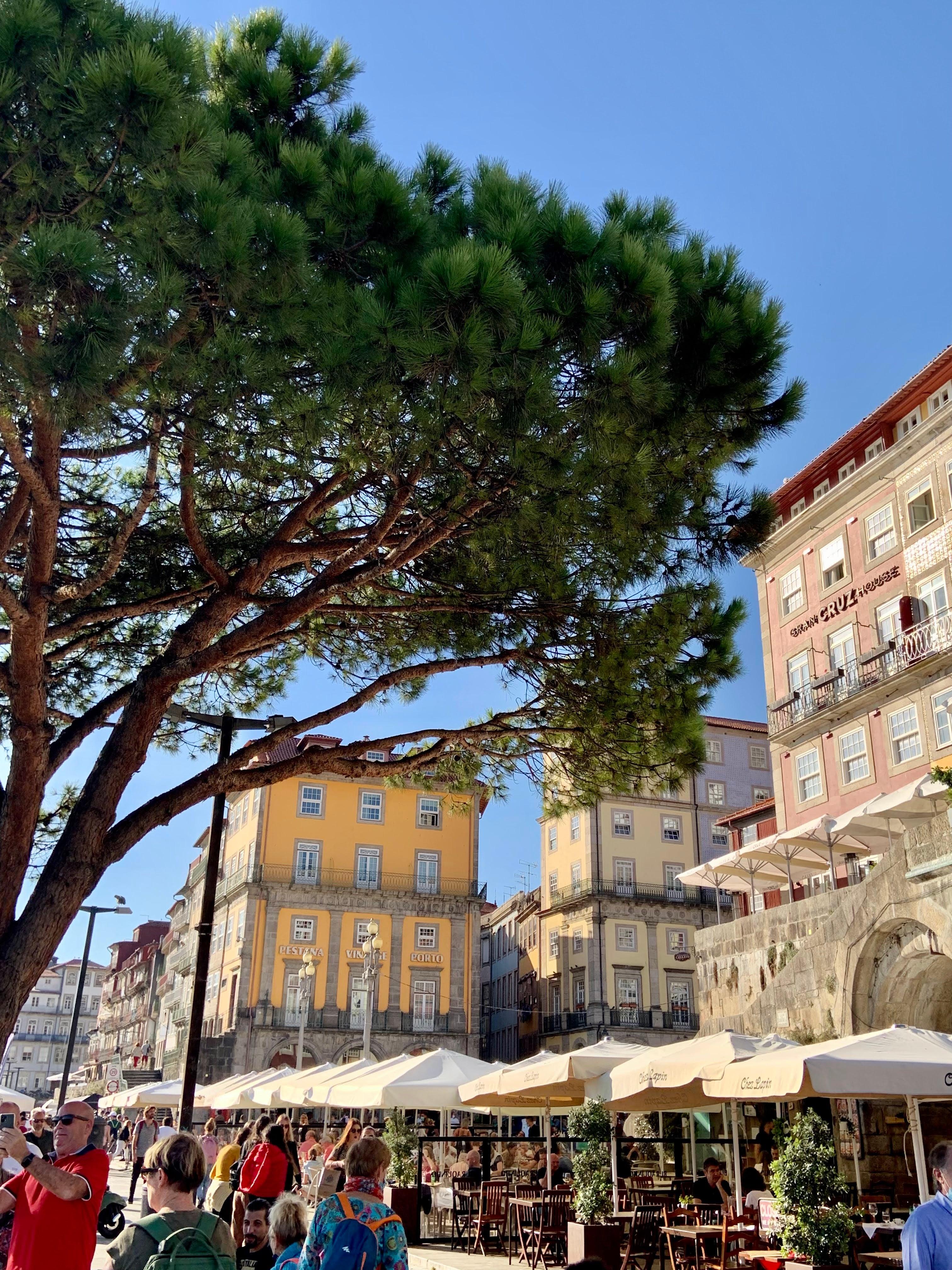 Bustling Porto square with pine trees and colorful buildings
